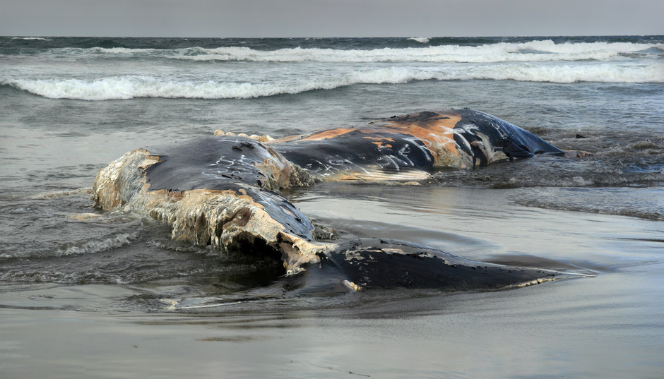 A dead whale dumped on the shore of the ocean in San Francisco.