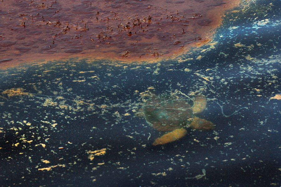 Sea turtle swims past oil-contaminated sargass algae after an explosion and spill on Deepwater Horizon platform.