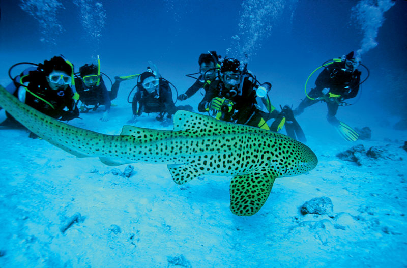 The whale shark is the largest and yet the safest shark for humans.