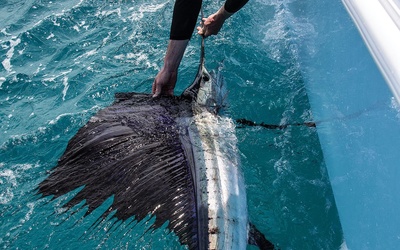 Invincible 37′ Catamaran