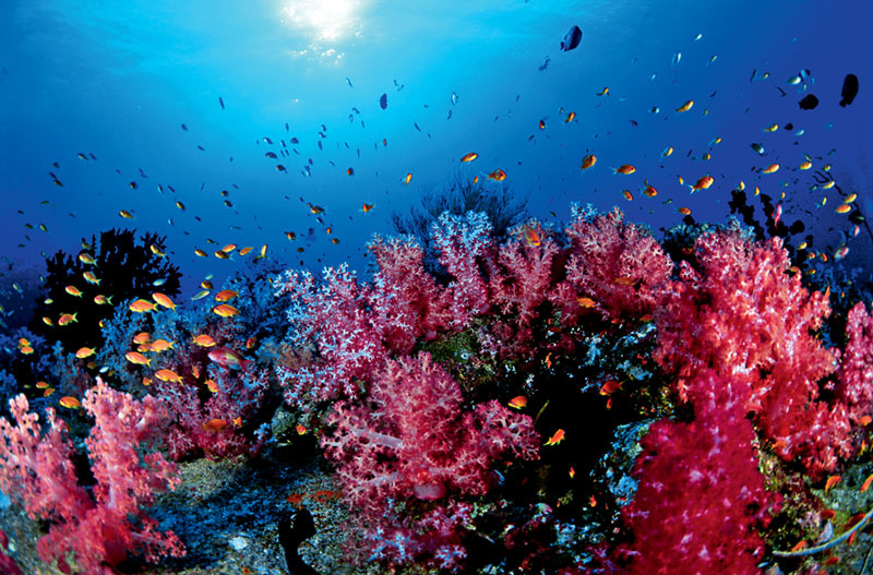 20% of the world's coral fauna lives off the coast of Thailand.