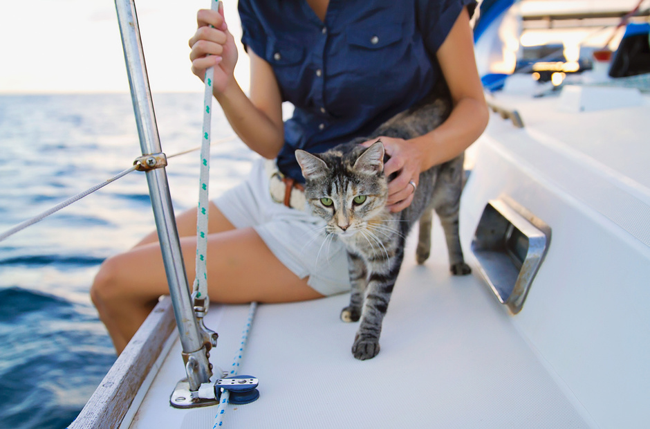 Cat on board