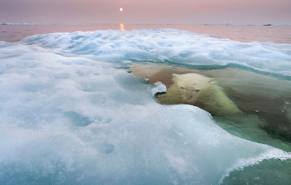 A picture of a polar bear under water brought Saunders several awards.