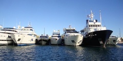 Cannes sea lions