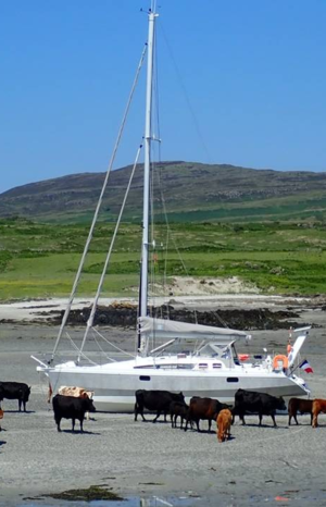 There are cows grazing in the shallows...