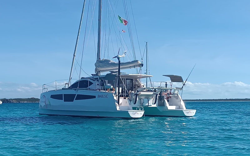 C-Cat 38