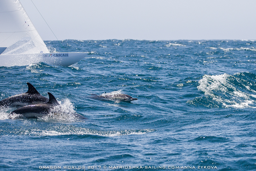 Strong wind, wave and dolphins - satellites of the participants of the world championship in "Dragon" class