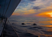 Дельфины играют с лодкой на закате. Первый этап. Stefan Coppers/Team Brunel