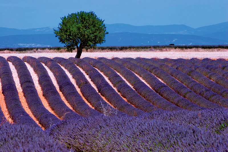 Provence's Lavender Fields