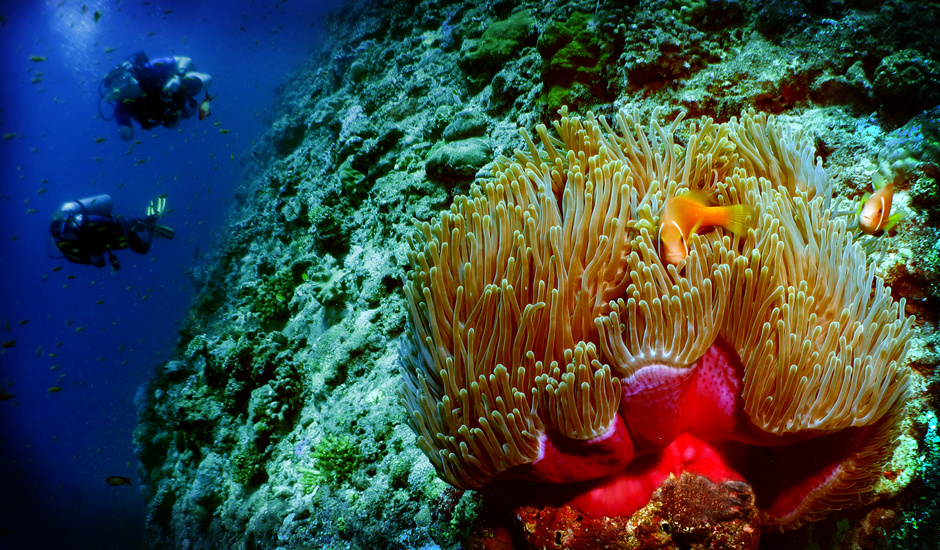 Diving in the Maldives is good any time of year. Photo: Neville Wootton on Flickr