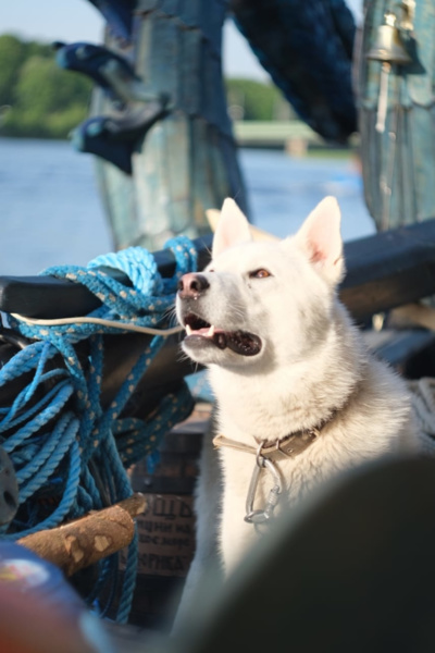 A dog named "Varyag", an important crew member...