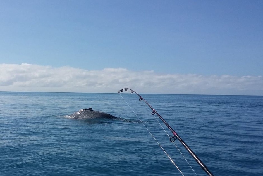 A whale photographed by one of the fishermen aboard the same boat the day before the incident...