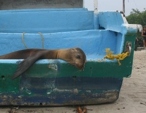 Best video clips of November