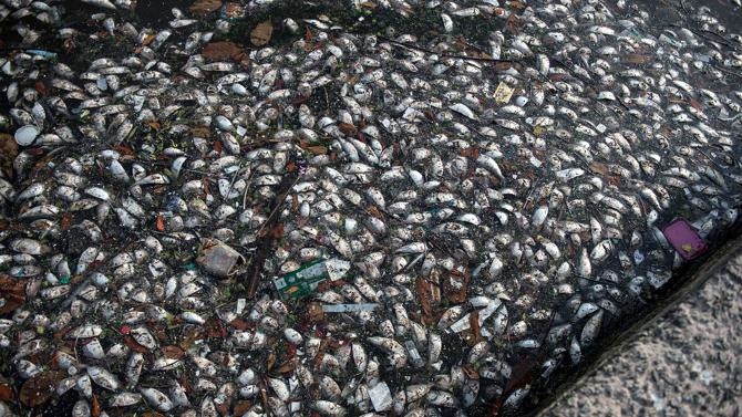 The total weight of the dotted fish has exceeded 200 tons.