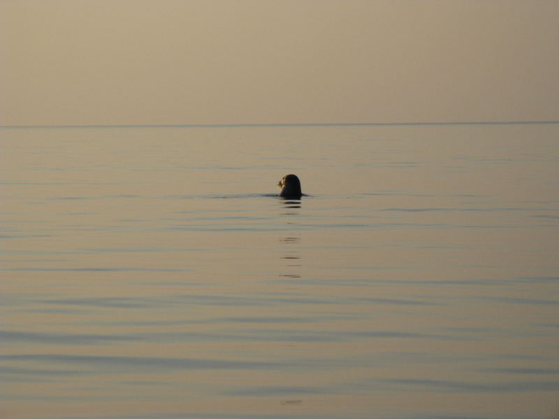 Тюлени и выдры любопытны и нередко подплывают близко к лодкам.
