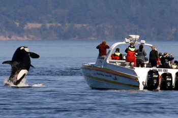 Spain has banned yachts from going out to sea after an orca attack.