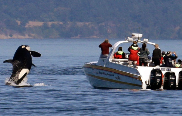 Spain Has Banned Yachts From Going Out To Sea After An Orca Attack Yachts Under 15 Meters In Length Are Recommended To Avoid The Area Off Galicia Itboat Yacht Magazine