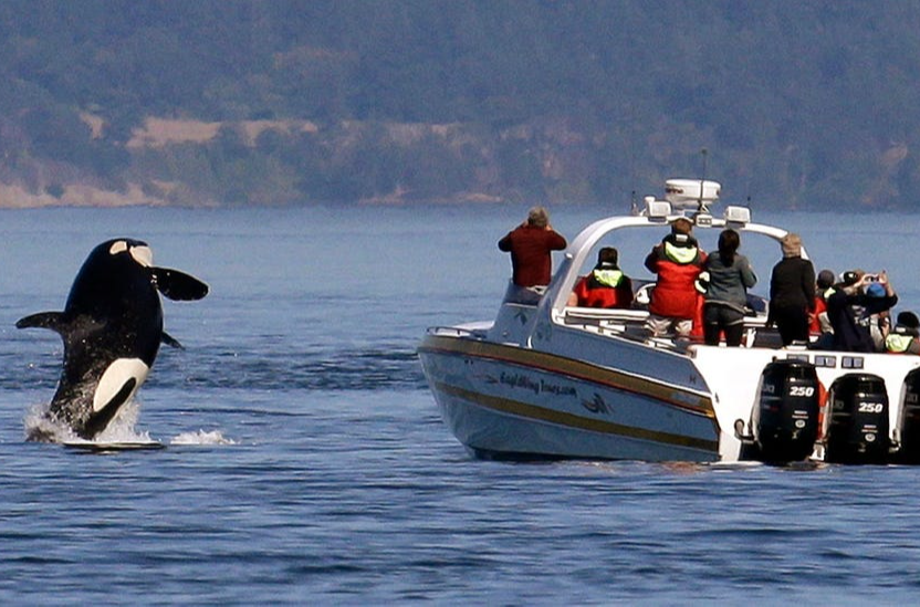 Spain has banned yachts from going out to sea after an orca attack.